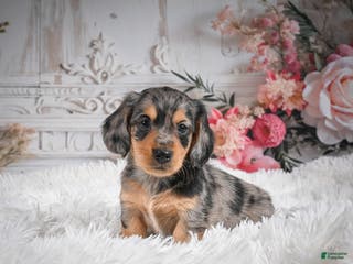 Miniature Dachshund dogs AKC-Ruger - Ad 13