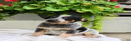 Australian Cattle Dog dogs for sale: Cody - Ad 6