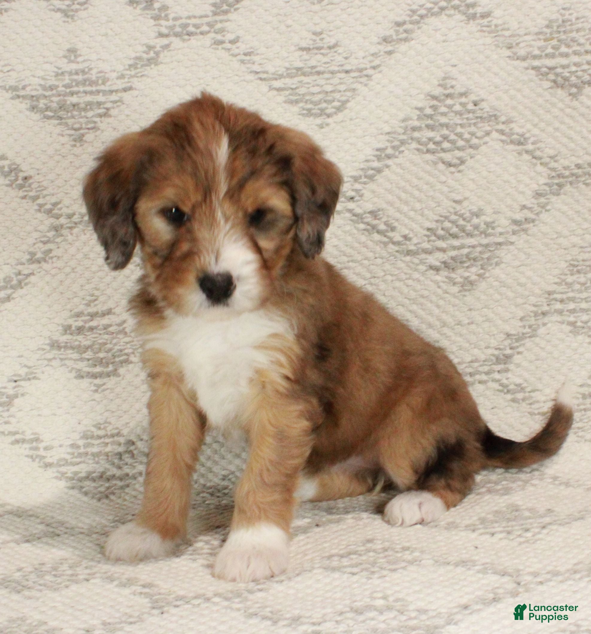 Bernedoodle dogs Chloe  - Ad 22