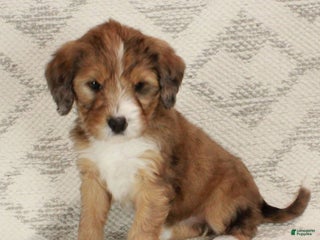 Bernedoodle dogs Chloe - Ad 22