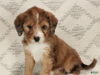 Bernedoodle dogs Chloe - Ad 17