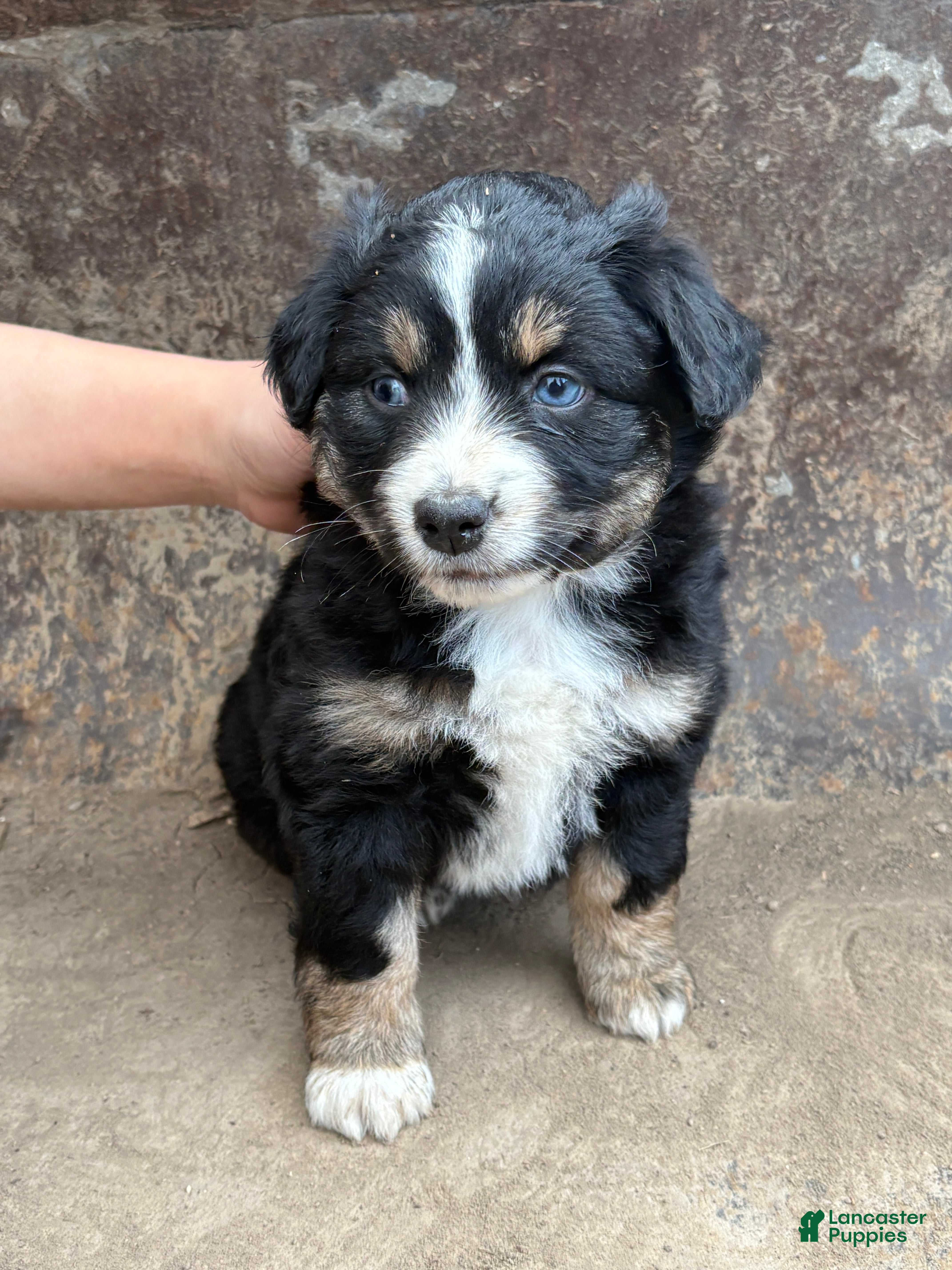 Miniature Australian Shepherd dogs Blue Eyes Black Tri Female - Ad 1