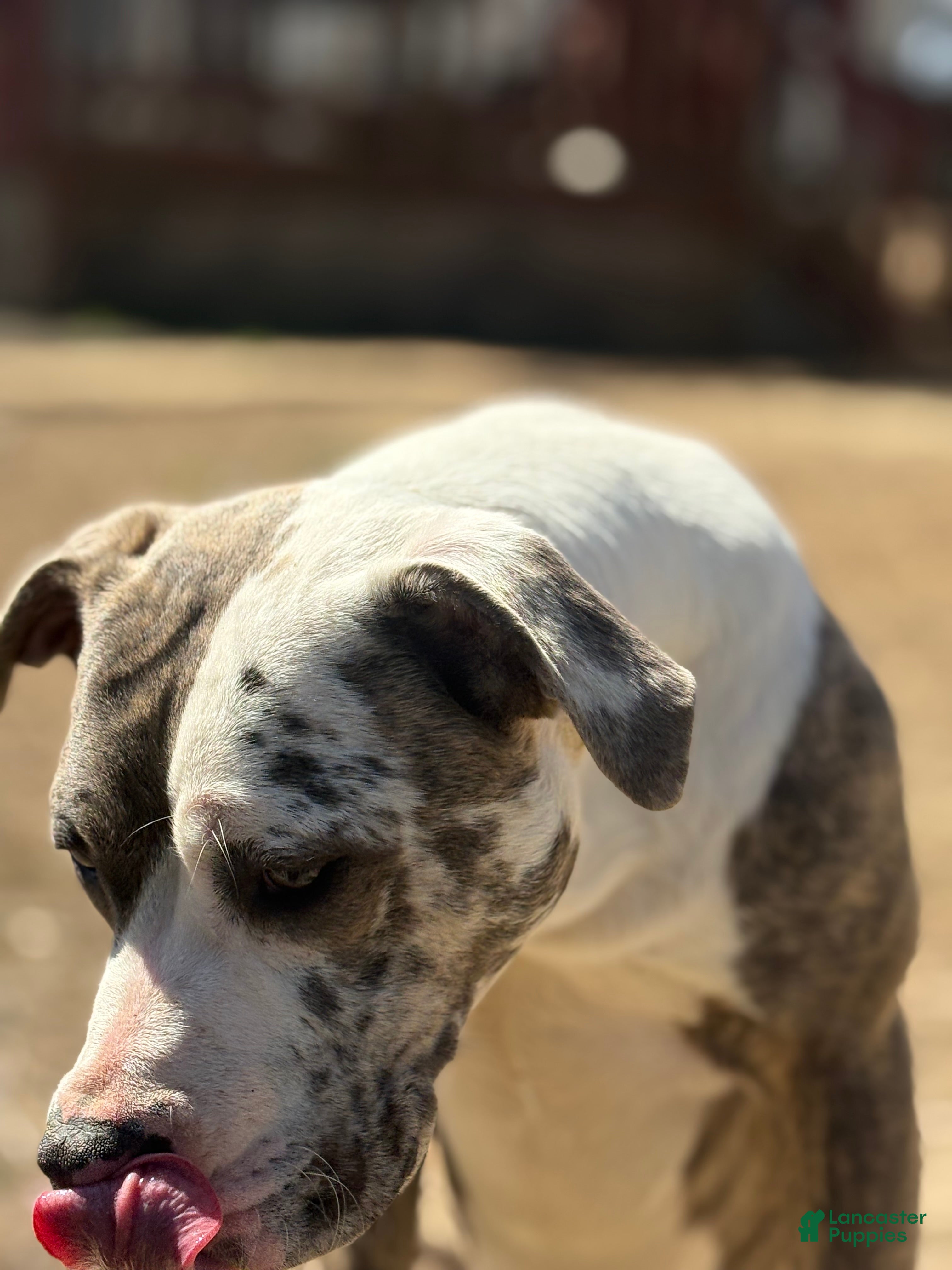 Mixed Breed dogs Zophia - Ad 1