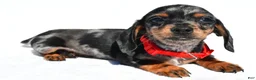 Miniature Dachshund dogs for sale: Prince - Ad 4