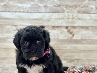 Shihpoo dogs Shiloh - Ad 12