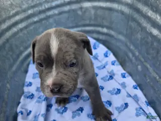 American Bully dogs American Bully Puppy 5 - Ad 8