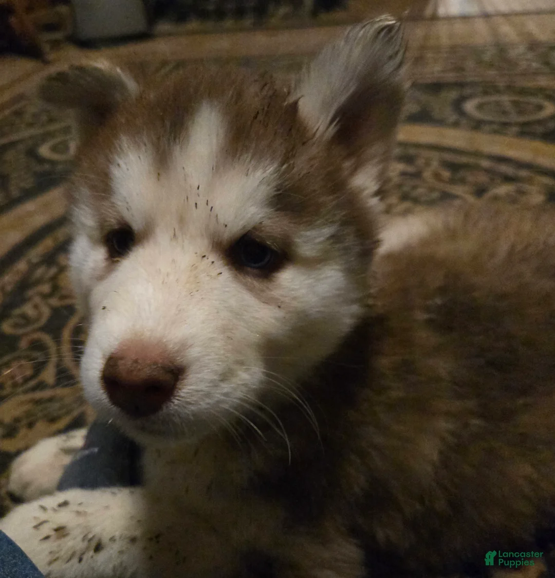 Siberian Husky dogs for sale: Dollie - Ad 3