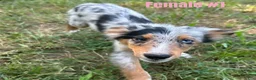 Australian Shepherd dogs for sale: Australian Shepherd 1 - Ad 2