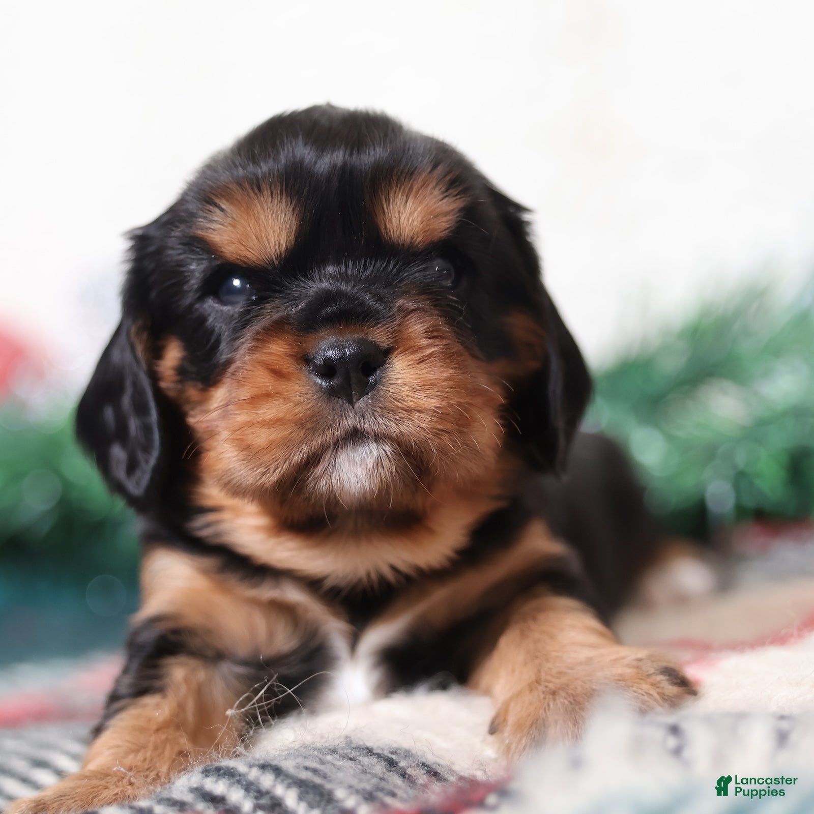 Cavalier King Charles Spaniel dogs Gizmo | Genetically Screened  - Ad 2