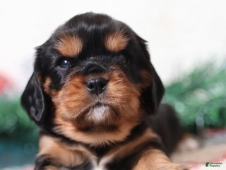 Cavalier King Charles Spaniel dogs Gizmo | Genetically Screened - Ad 1