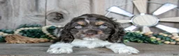 Cocker Spaniel dogs for sale: Peach - Ad 2