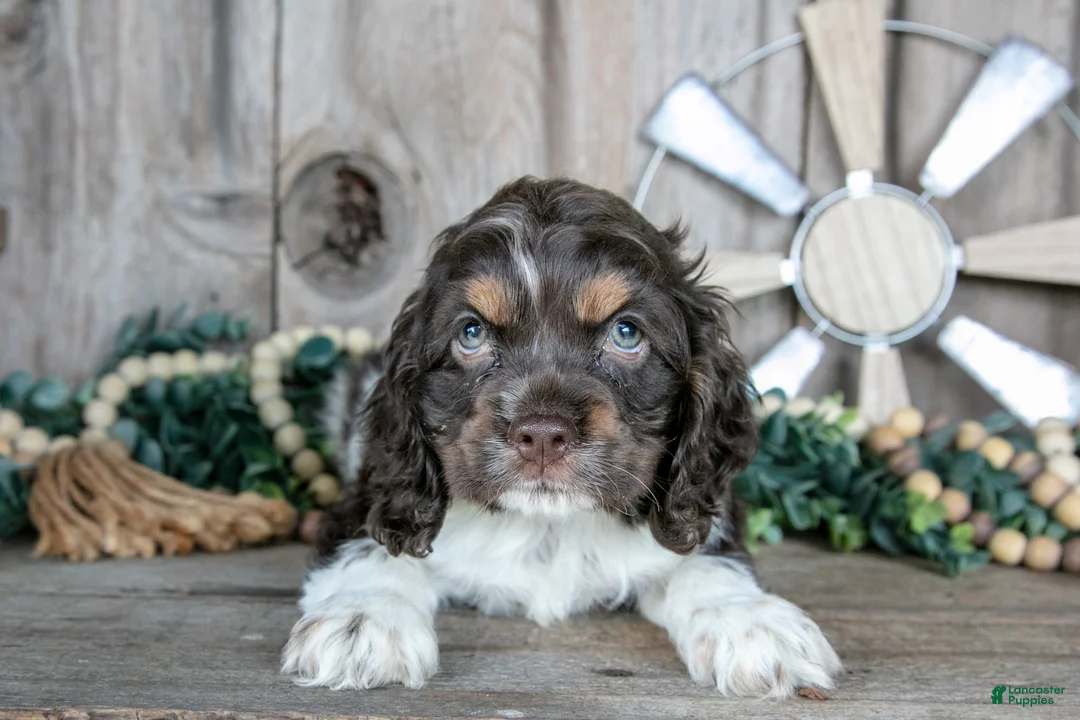 Cocker Spaniel dogs for sale: Peach - Ad 2