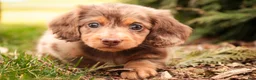 Miniature Dachshund dogs for sale: Simba - Ad 1