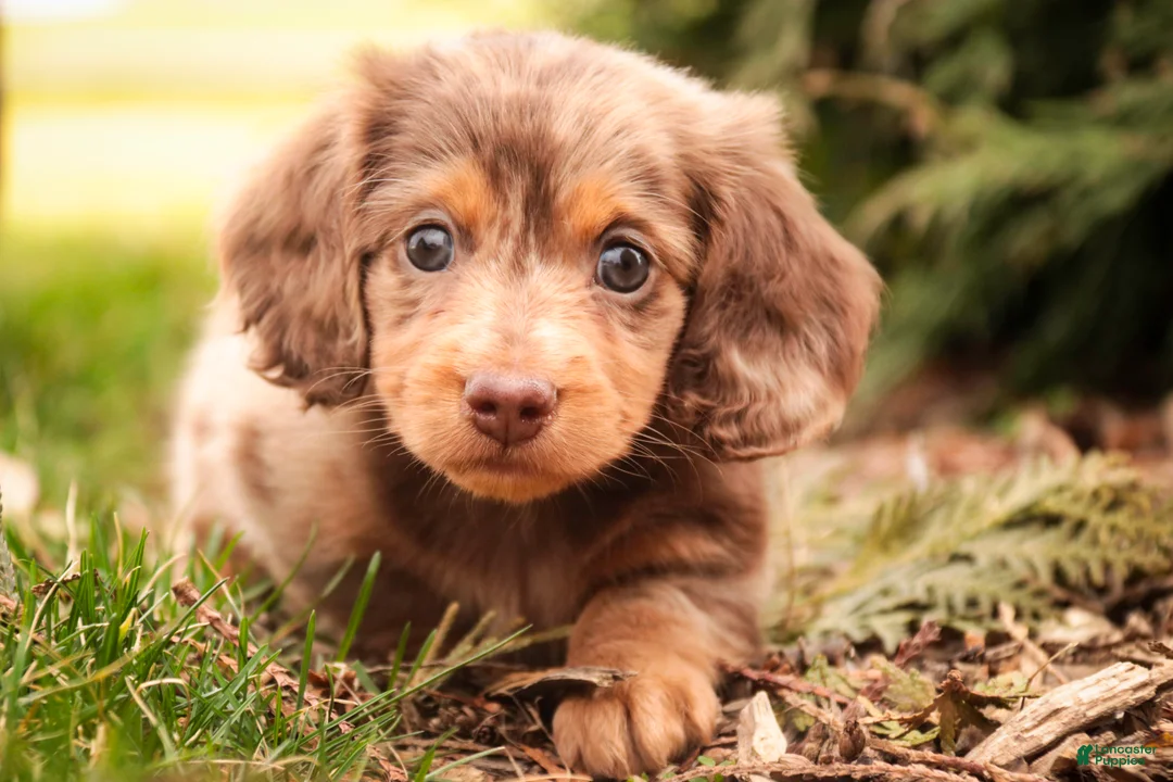 Miniature Dachshund dogs for sale: Simba - Ad 1