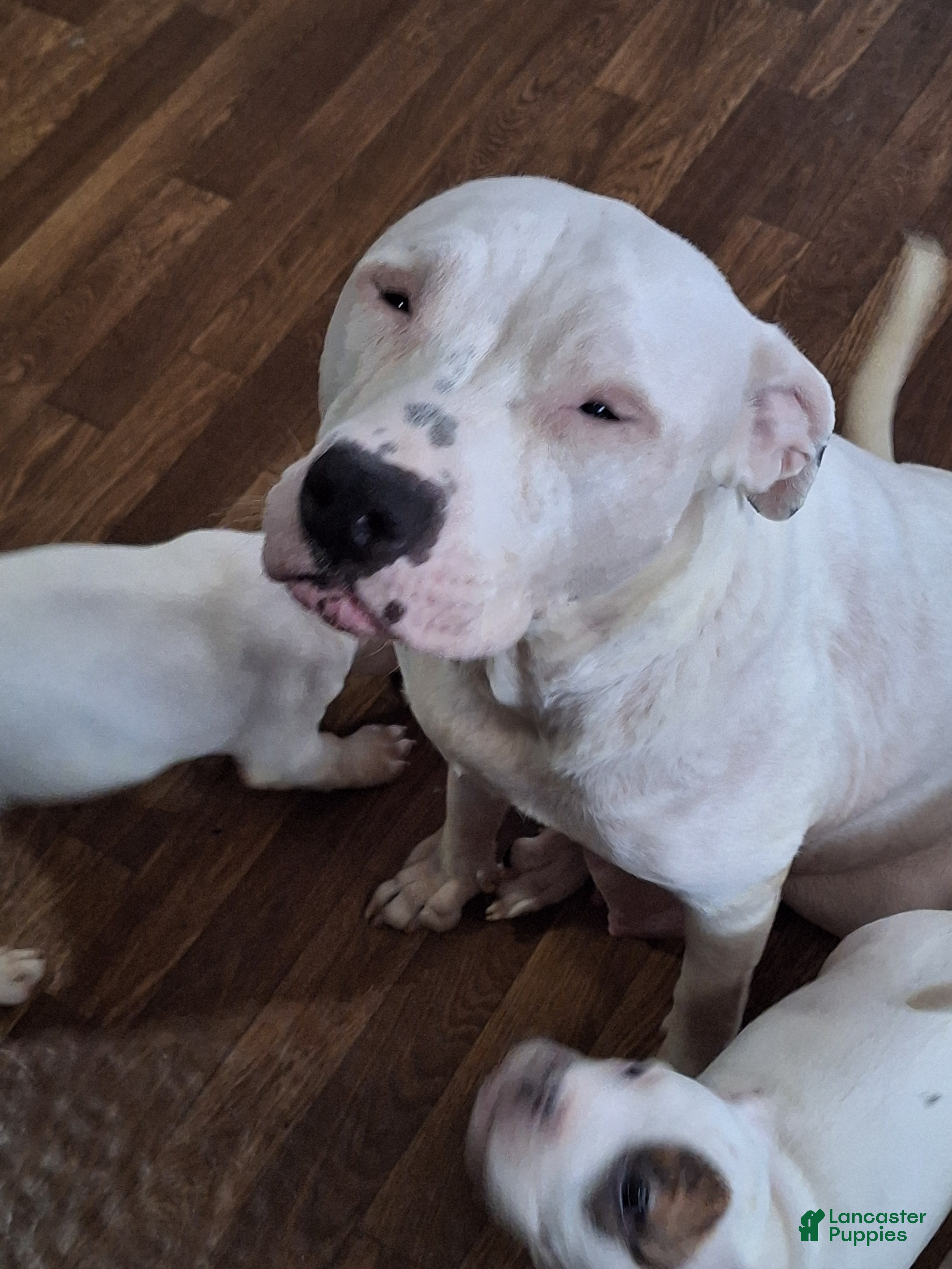 American Pit Bull Terrier dogs American Pit Bull Terrier 4 - Ad 2