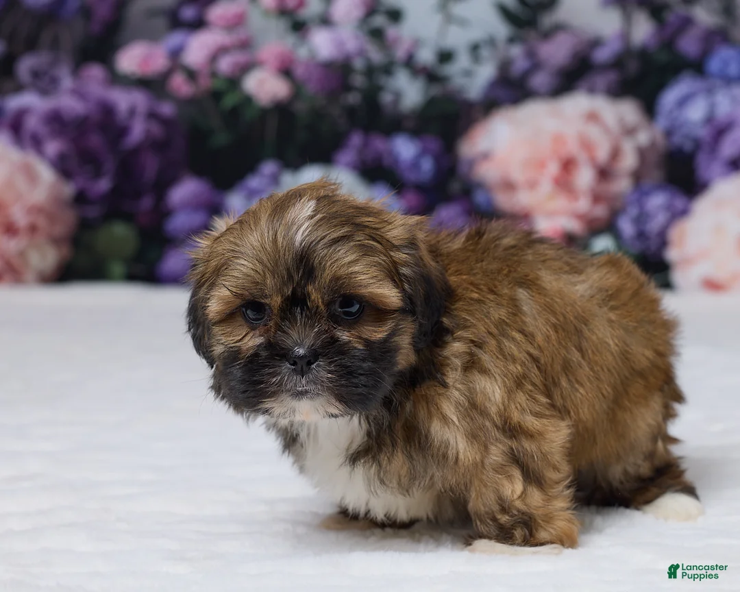 Shih Tzu dogs for sale: Rita - Ad 5