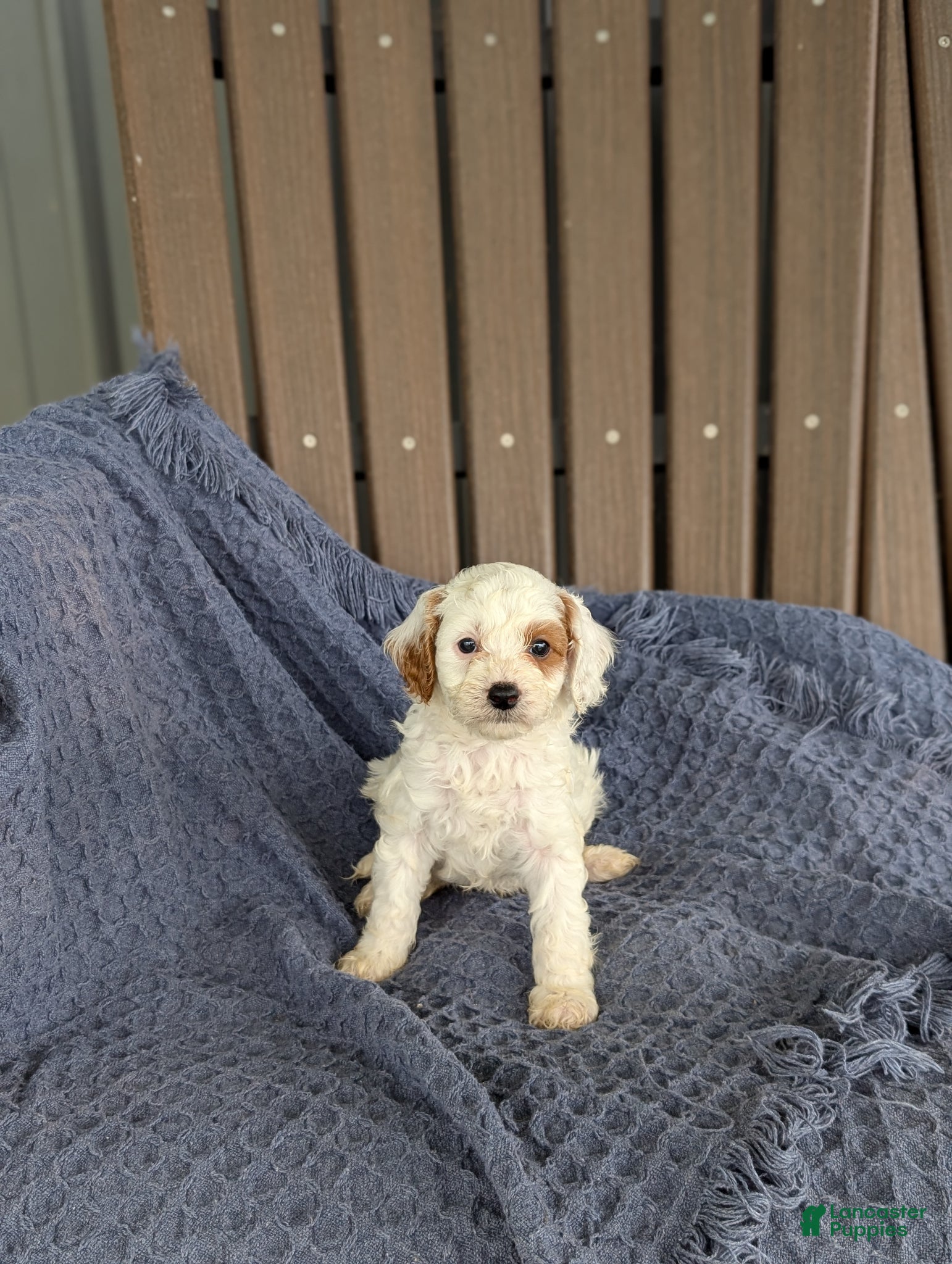 Cavapoo dogs Anthony  - Ad 1