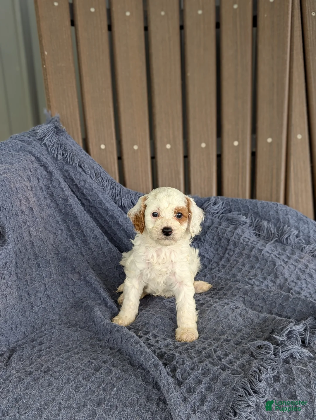 Cavapoo dogs for sale: Anthony  - Ad 1