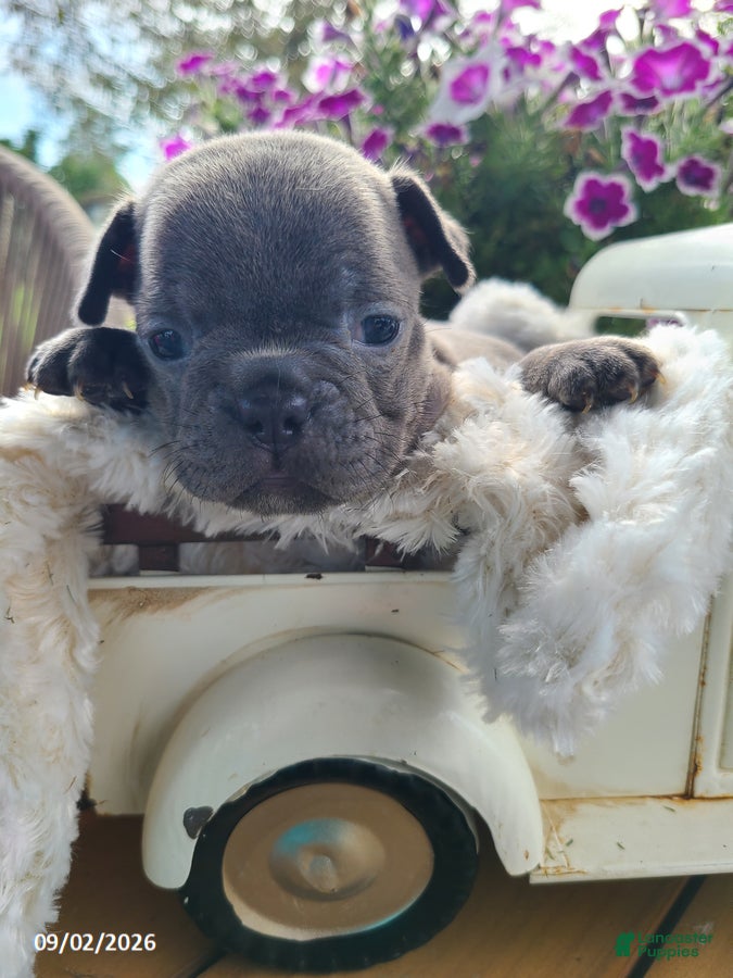 Frenchton dogs Macy - Ad 2