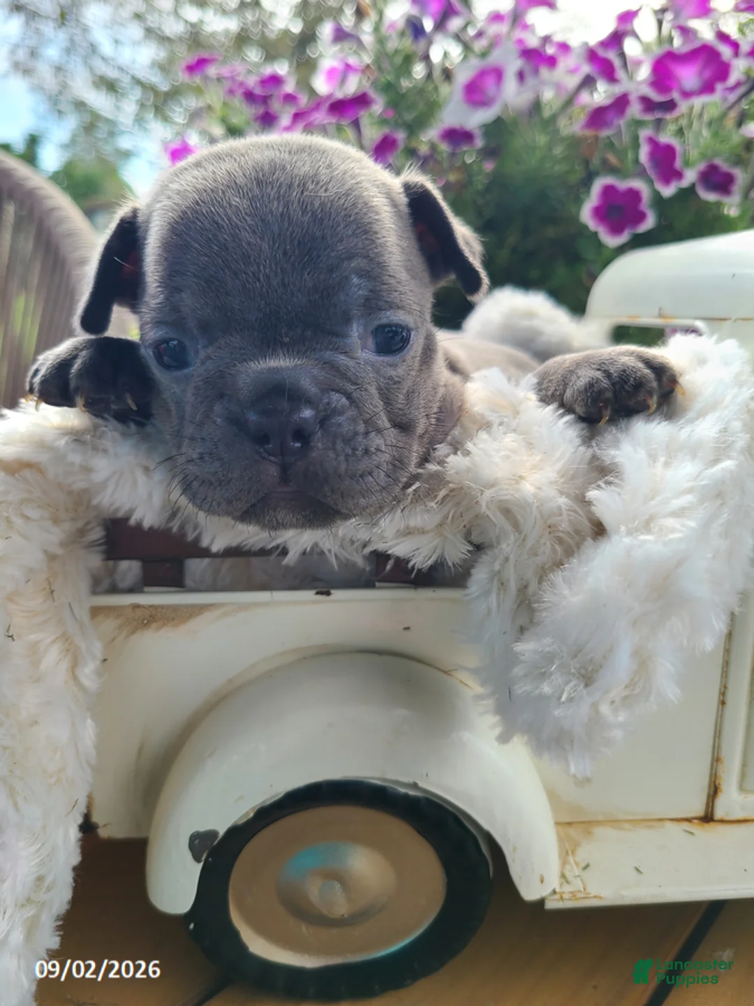 Frenchton dogs for sale: Macy - Ad 2