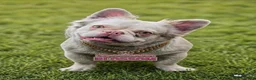 French Bulldog dogs for sale: French Bulldog 2 - Ad 3