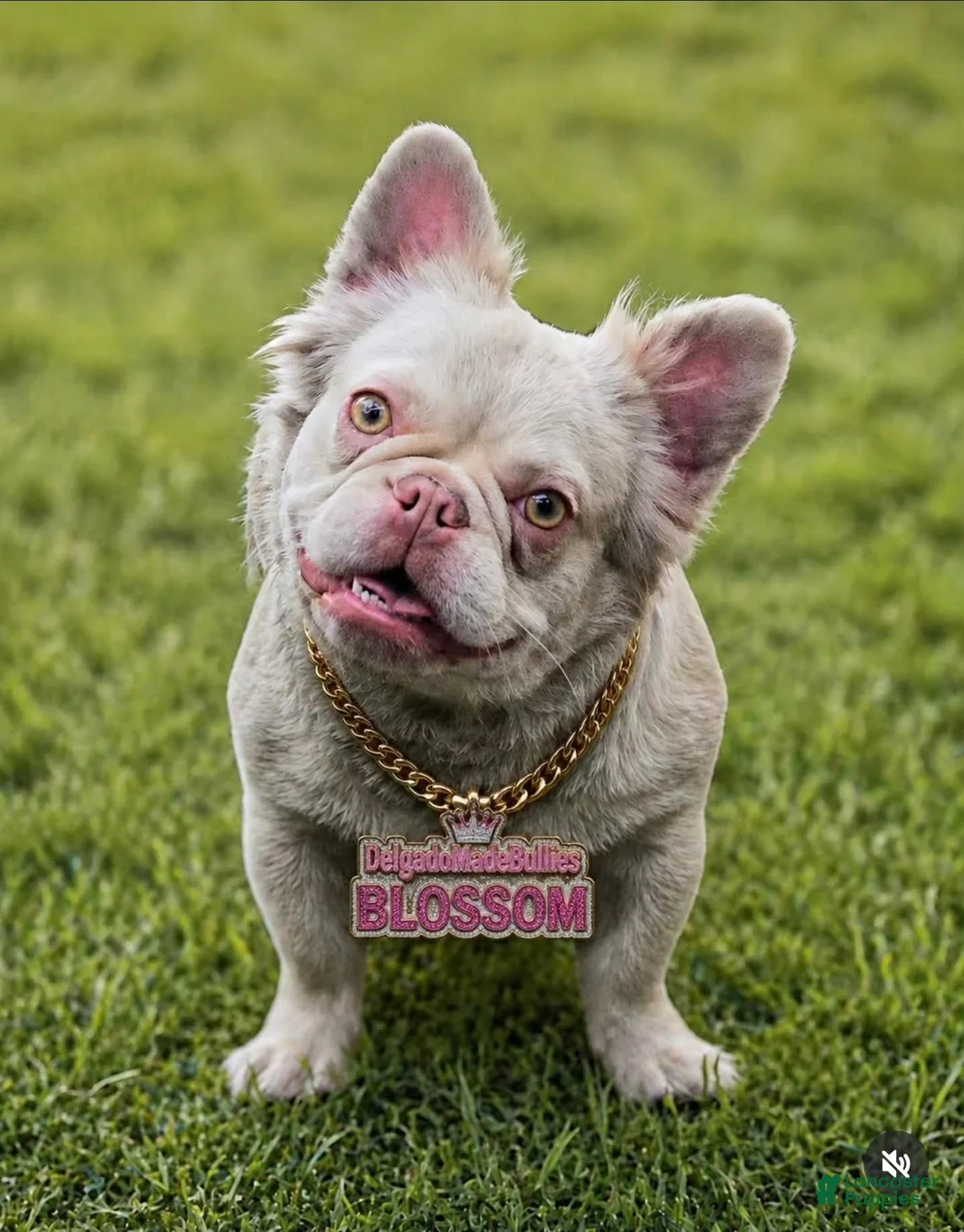 French Bulldog dogs for sale: French Bulldog 2 - Ad 3