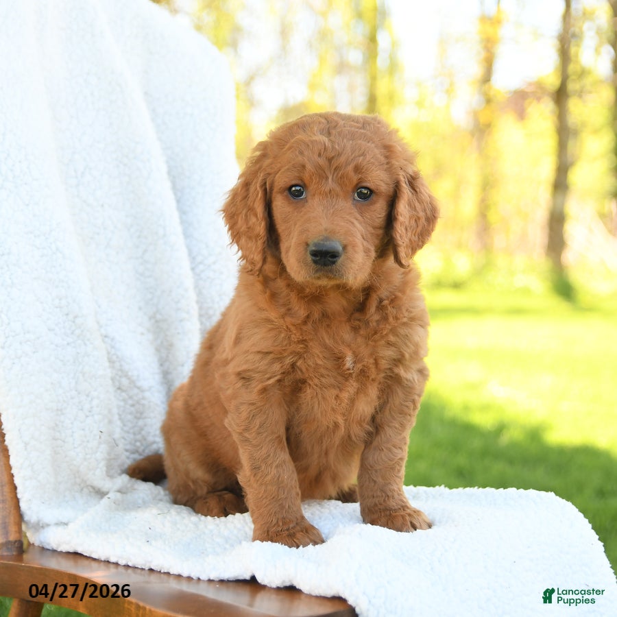 Goldendoodle dogs Cinnamon - Ad 2