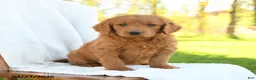 Goldendoodle dogs for sale: Cinnamon - Ad 2