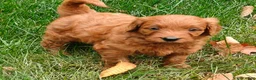 Goldendoodle dogs for sale: Nutmeg - Ad 3