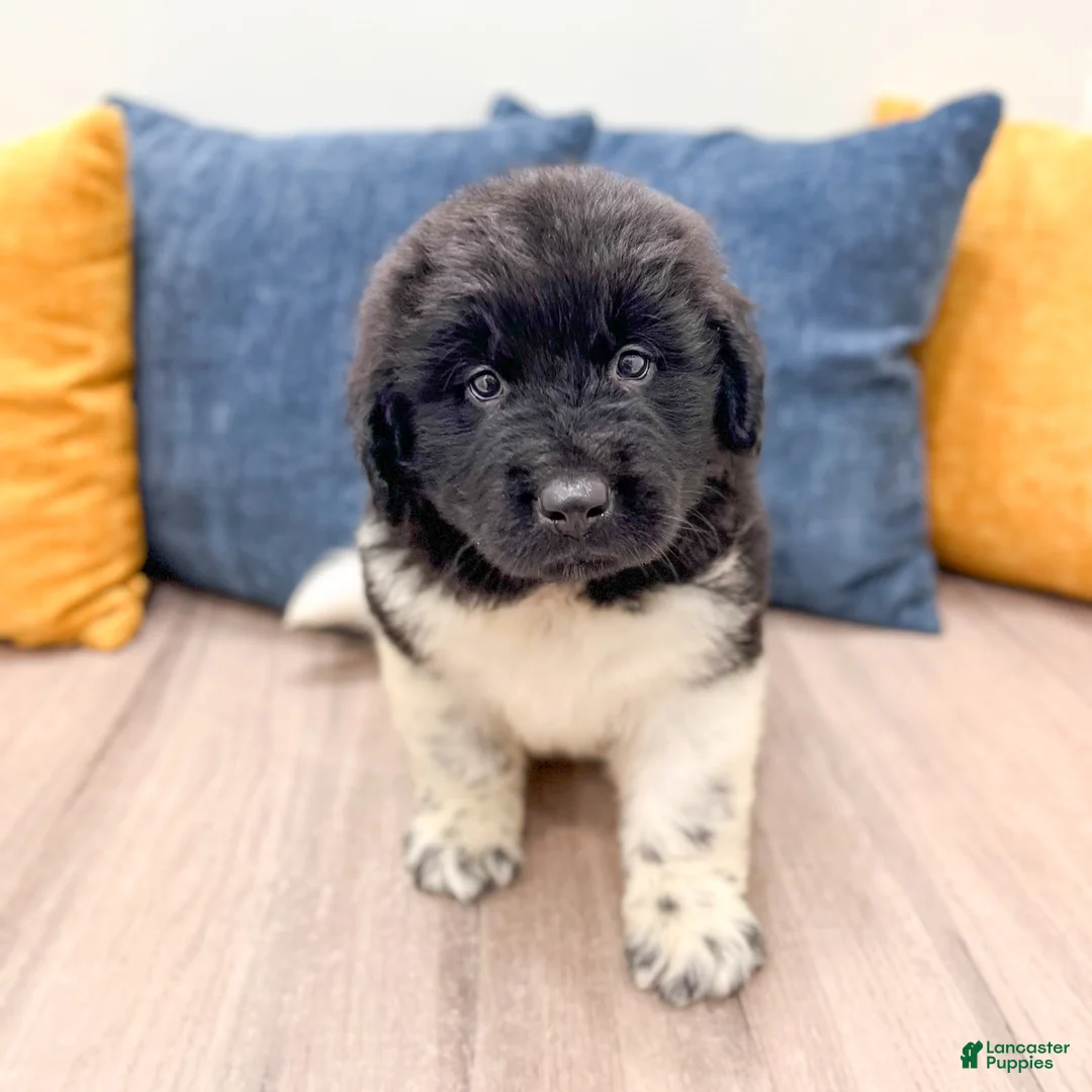 Newfoundland dogs for sale: Ranger - Ad 2