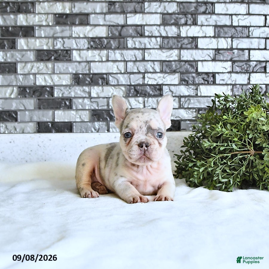French Bulldog dogs Lettie - Ad 1