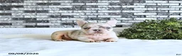 French Bulldog dogs for sale: Lettie - Ad 1