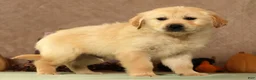 Golden Retriever dogs for sale: Simon - Ad 3