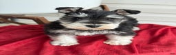 Miniature Schnauzer dogs for sale: Snuggles - Ad 1