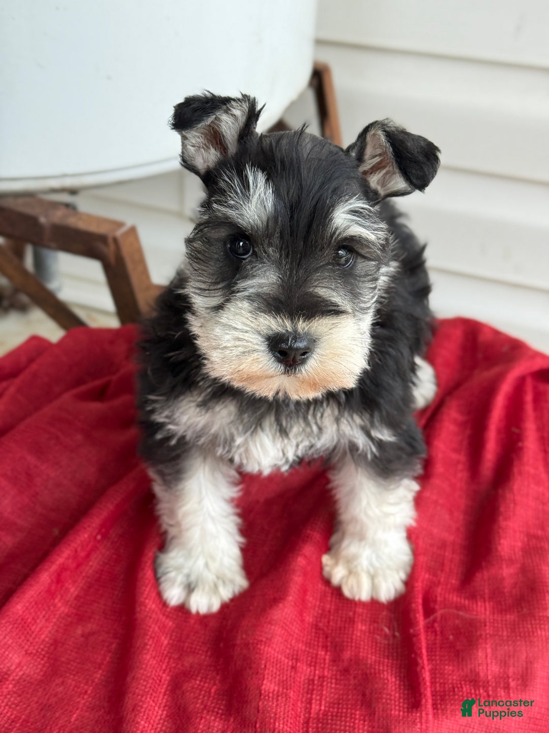 Miniature Schnauzer dogs for sale: Snuggles - Ad 1