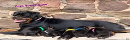 Rottweiler dogs for sale: Zarko w LONG TAIL  - Ad 7