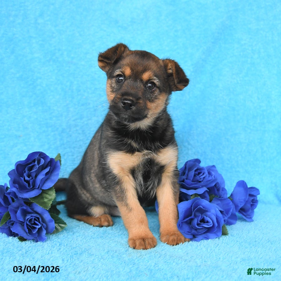 Mixed Breed dogs Amber - Ad 1