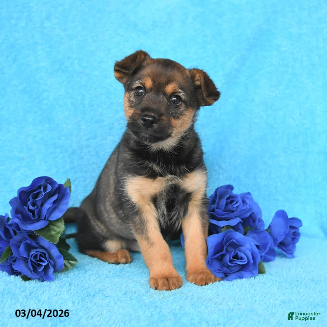 Mixed Breed dogs for sale: Amber - Ad 1