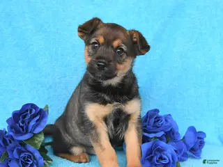 Mixed Breed dogs for sale: Amber - Ad 2