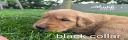 Golden Retriever dogs for sale: Bentley (Black Collar) - Ad 3