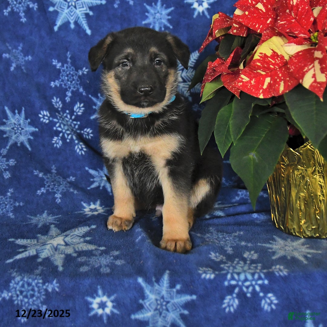 German Shepherd dogs for sale: Nate - Ad 1