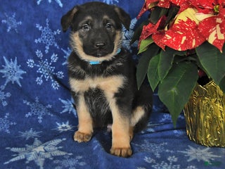 German Shepherd dogs Nate - Ad 40