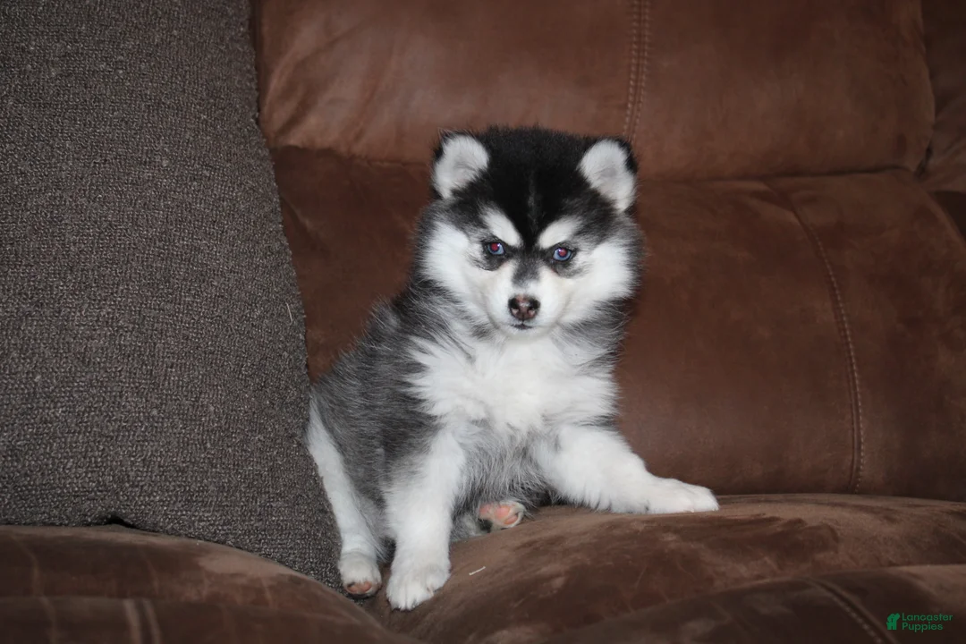 Pomsky dogs for sale: Kate READY NOW  - Ad 2