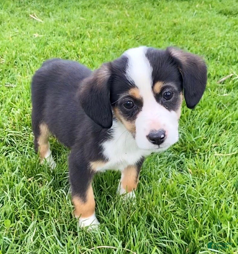 Mixed Breed dogs Sassy - Ad 4