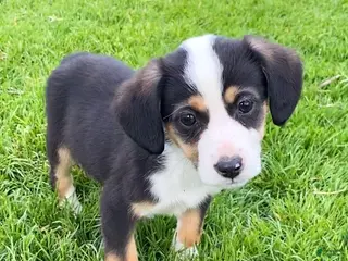 Mixed Breed dogs Sassy - Ad 22