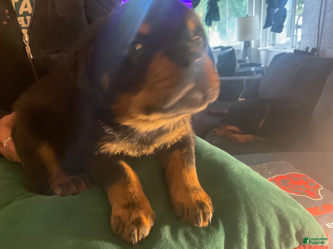 Rottweiler dogs for sale: Rottweiler Puppy 6 - Ad 5