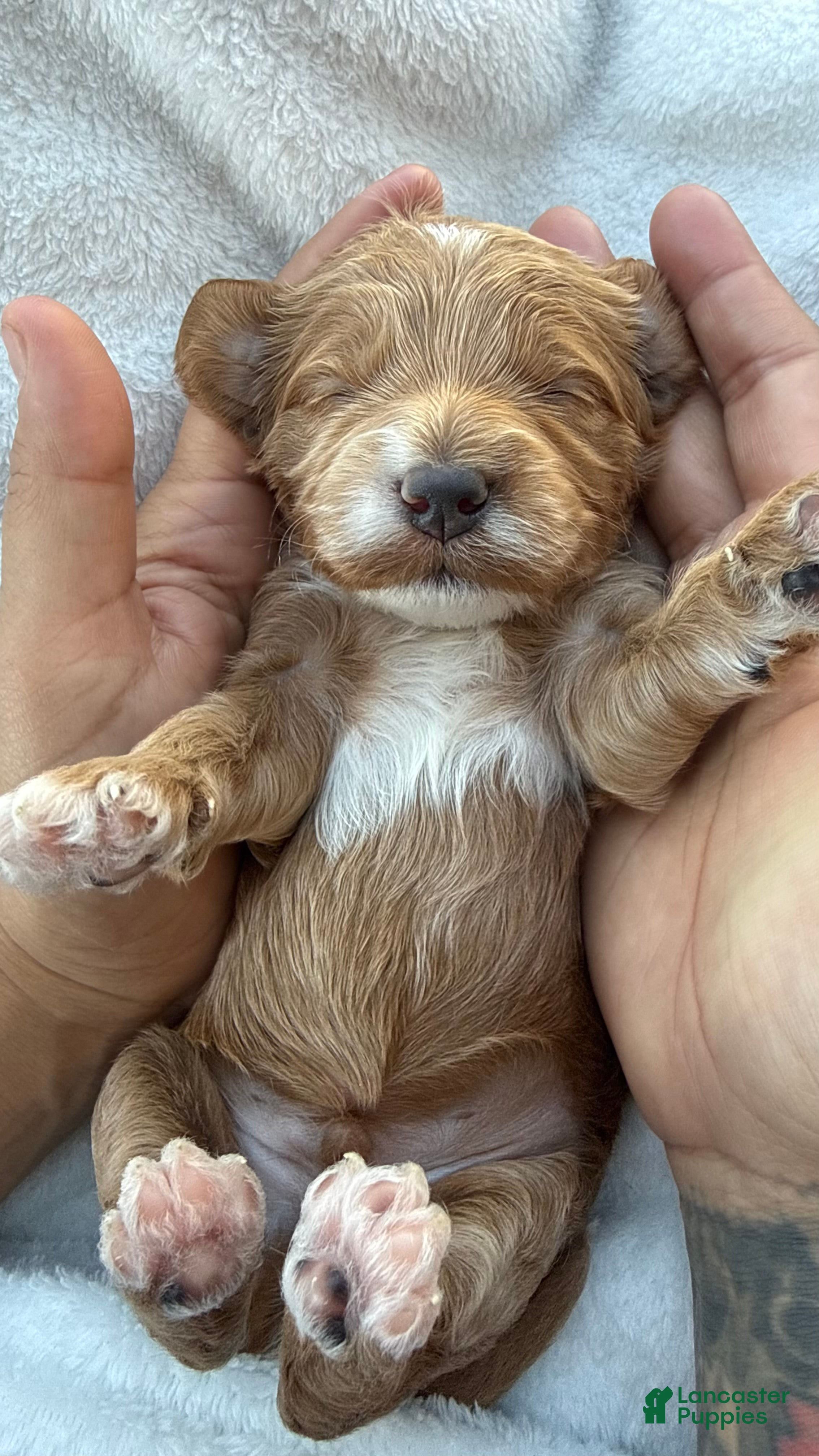 Mini Goldendoodle dogs  Puppy 1 - Ad 1