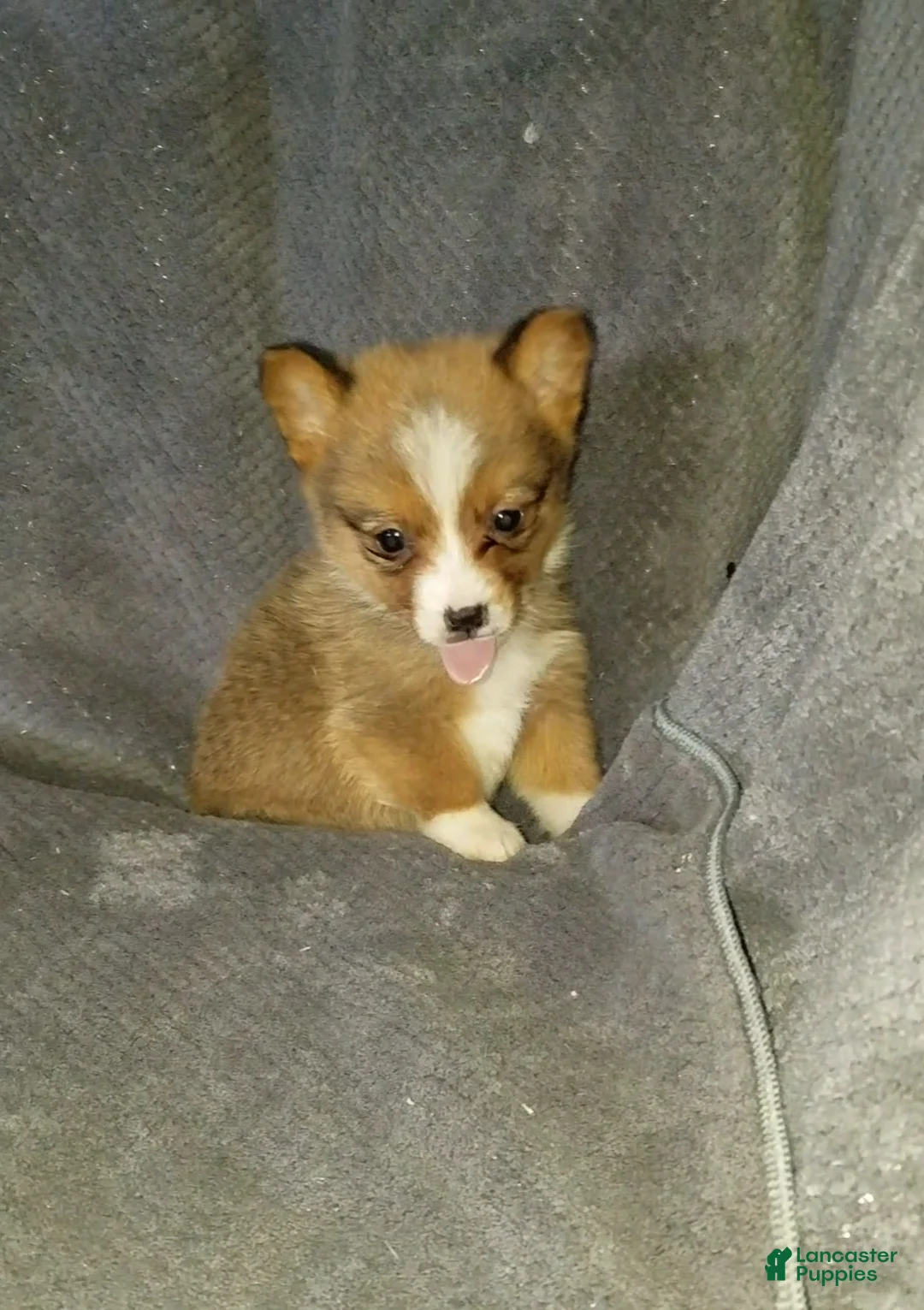 Mixed Breed dogs for sale: Asher - Ad 5