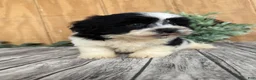 Teddy Bear dogs for sale: Lucas - Ad 2