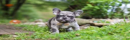 French Bulldog dogs for sale: Jewel - Ad 6